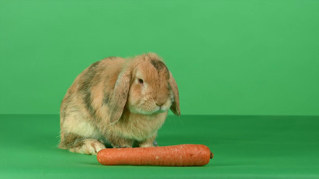 棕色垂耳兔子与胡萝卜在绿色屏幕的背景视频素材