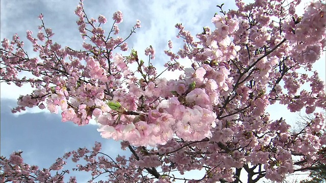樱花视频素材