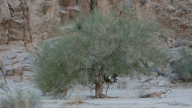 沙漠中的树视频素材