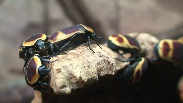 玫瑰甲虫(Pachnoda marginata peregrina)视频下载