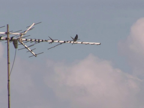 NTSC:天线上的鸟视频下载