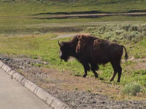 NTSC:野牛走在路上视频素材