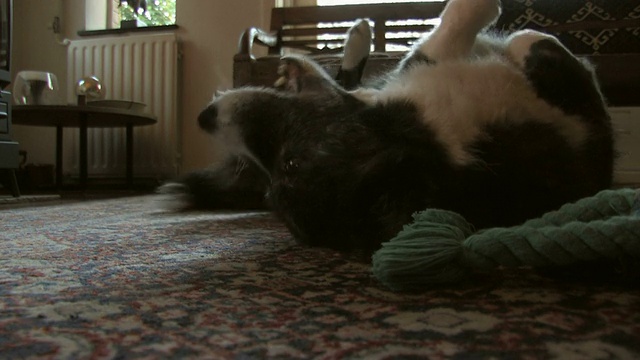 狗在地毯上休息视频下载