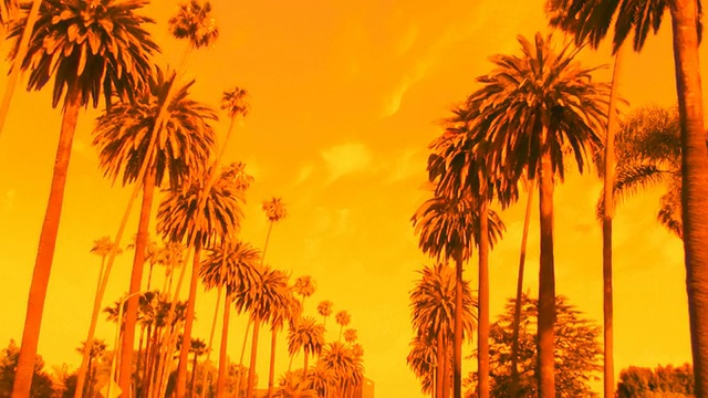 贝弗利山的棕榈树，壮观的日落-高清视频下载