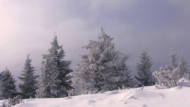 冬天松树视频素材