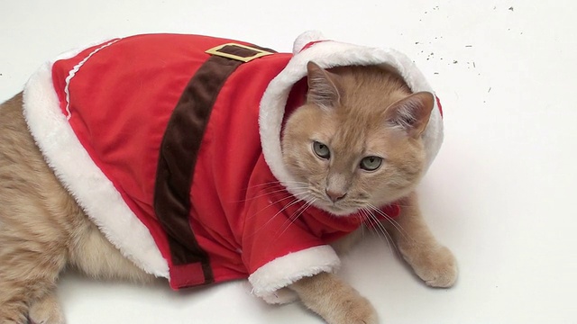 胖猫是圣诞老人的装备-高清视频下载