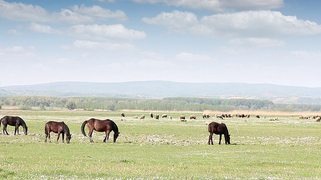 农场动物在牧场乡村景观视频素材