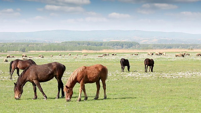 牧场上的马和羊视频素材