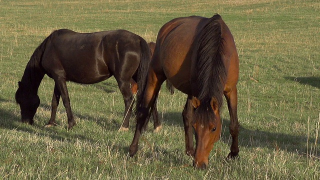 马在草地视频素材