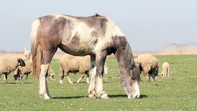 马和羊放牧的农场景象视频素材