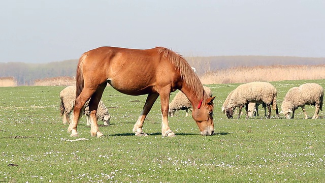 牧场上的马和羊视频下载