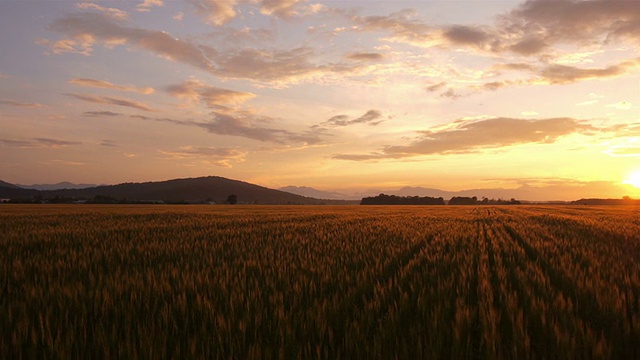 天线:金色日出时的小麦视频素材