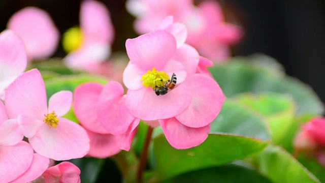 海棠花和蜜蜂视频下载