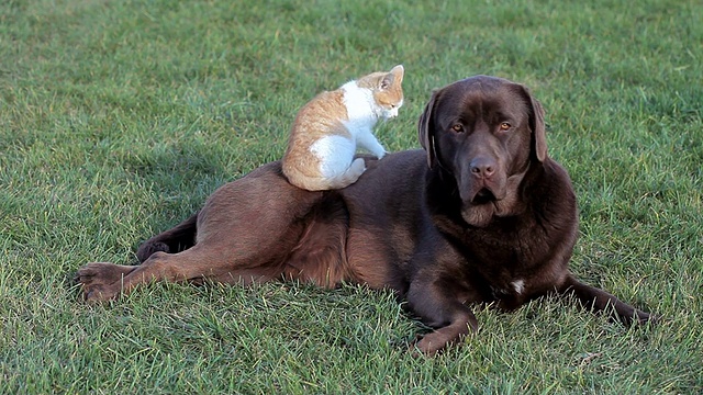橙色的小猫和一只棕色的拉布拉多犬视频下载
