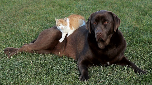 橙色的小猫和一只棕色的拉布拉多犬视频下载