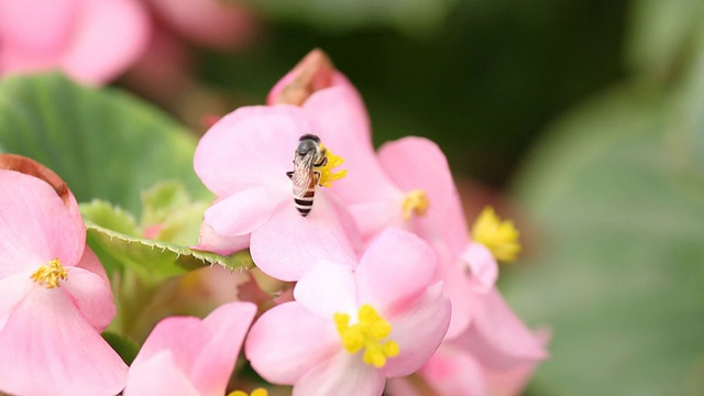 花和蜜蜂视频下载