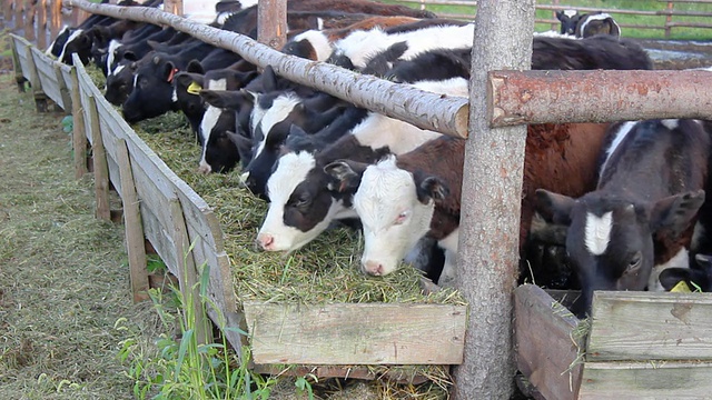 牛棚里的奶牛视频素材