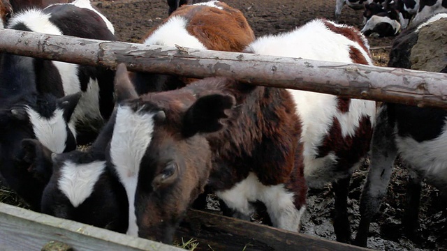 牛棚里的奶牛视频素材