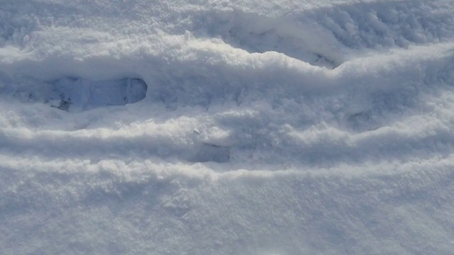 在雪中行走视频下载