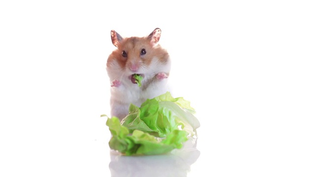 有趣的仓鼠吃莴苣视频素材