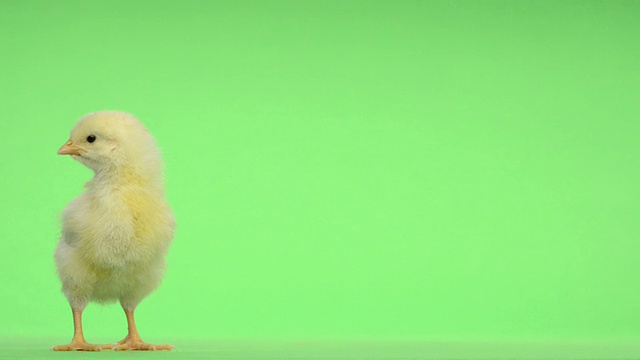 小鸡站在绿色钥匙前唧唧喳喳视频下载