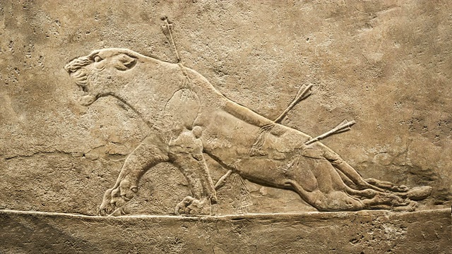 染色的母狮。狩猎浮雕从阿萨巴尼帕尔宫视频素材
