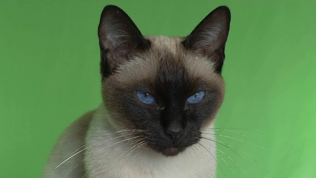 一只暹罗猫在绿色屏幕上四处张望视频下载