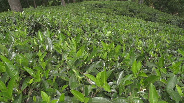 绿茶植物界视频素材