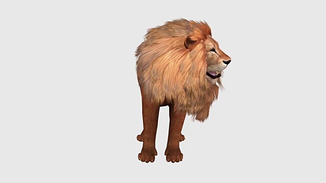 白色背景下的狮子特写镜头视频下载