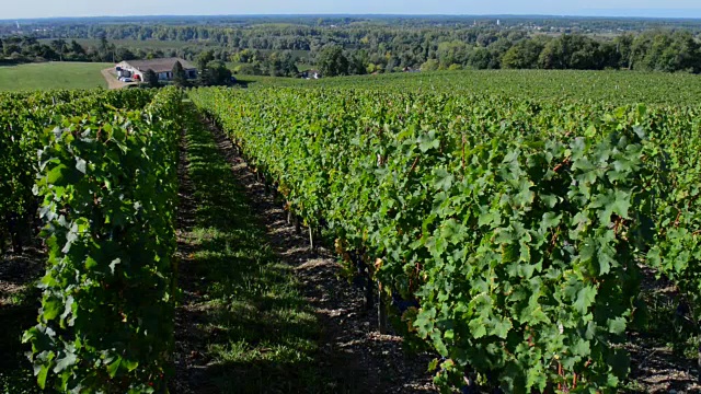 法国的葡萄园，葡萄藤上长着一排排的葡萄视频素材