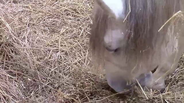 在牲口棚里吃干草的白马的头视频下载