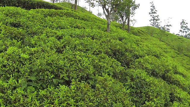 天线:低空飞过绿茶种植园视频素材