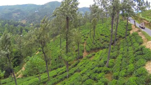 天线:绿茶种植园视频素材