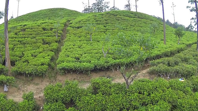 天线:绿茶种植园视频素材