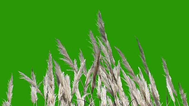 羽狀植物-綠色屏風視頻素材