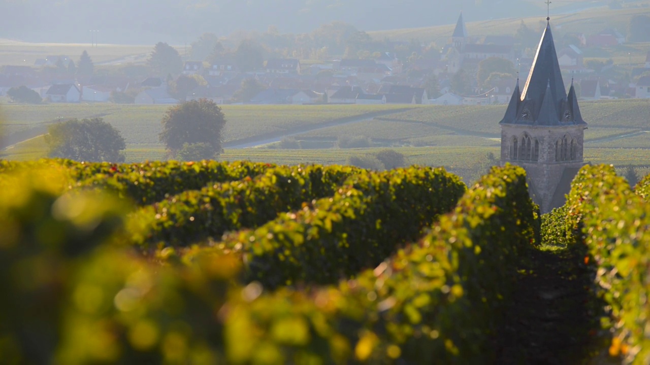 位于法国，欧洲，阿登香槟区，靠近维尔·多曼奇的马恩区的蒙塔尼·德·兰斯地区的香槟葡萄园视频下载