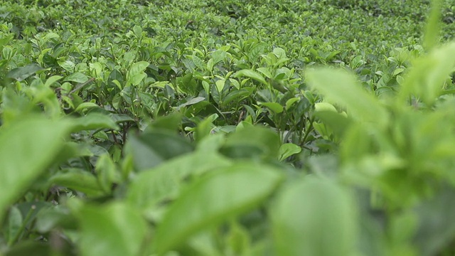 绿茶植物界视频素材