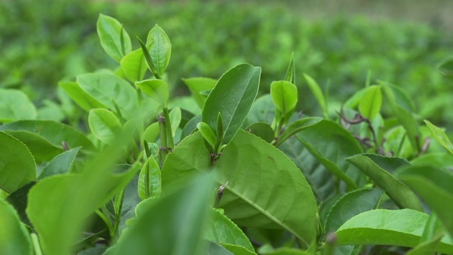绿茶植物界视频下载
