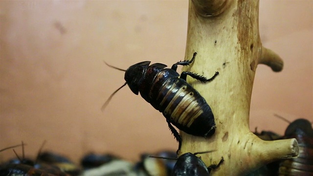 一只马达加斯加蟑螂坐在一棵树上，胡子扭来扭去视频下载