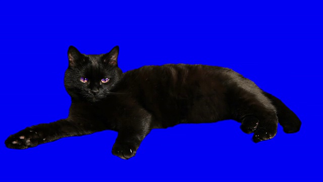 一个英俊的黑猫孤立的特写。视频下载