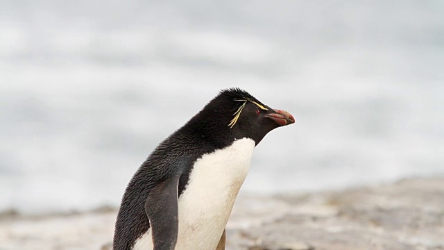 福克兰群岛的跳岩企鹅视频下载