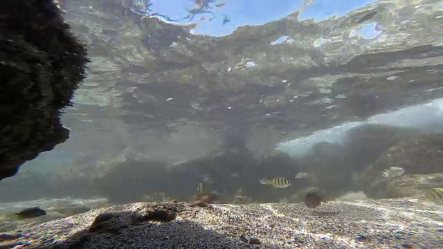热带鱼夏威夷瓦胡岛北岸水下视频素材
