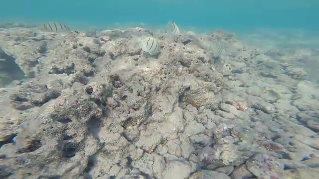 夏威夷瓦胡岛南海岸哈瑙马湾水下热带鱼视频素材