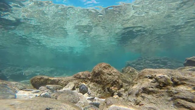 夏威夷瓦胡岛南海岸哈瑙马湾水下热带鱼视频素材