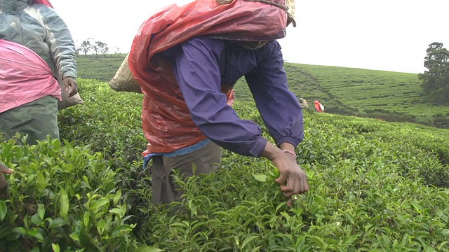 慢镜头:在斯里兰卡采摘绿茶视频素材