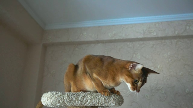 阿比西尼亚猫视频素材