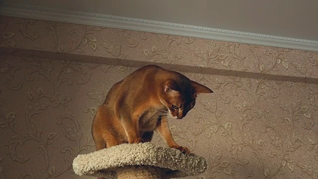 阿比西尼亚猫玩视频素材