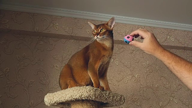阿比西尼亚猫玩视频素材