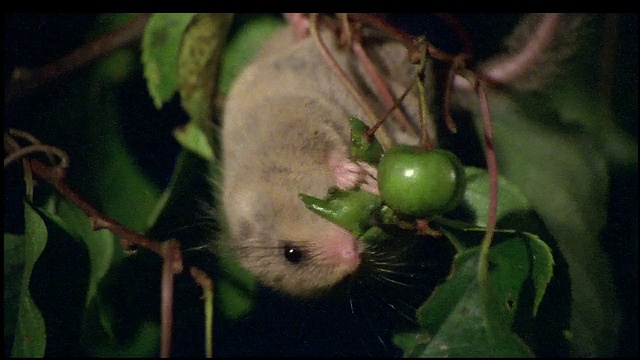 倒立睡鼠吃绿色坚果，日本视频素材