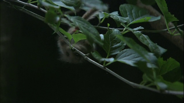 睡鼠双手倒立在小树枝上，然后掉落视频素材
